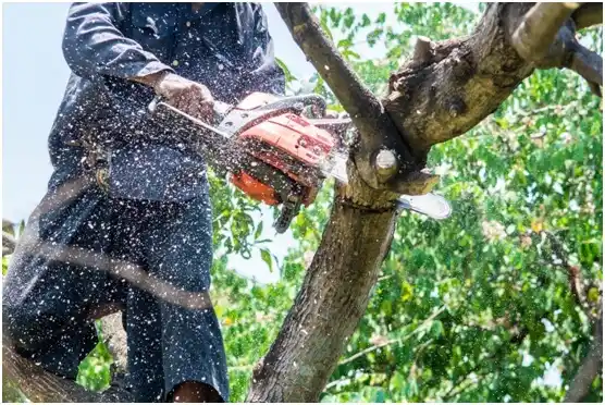 tree services Carnation